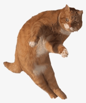 Just A Cat - Cat Dodge Bullet