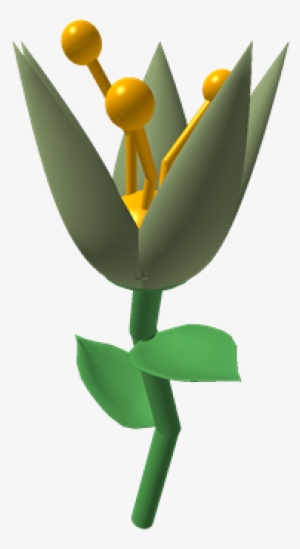 Lily Pad - Illustration