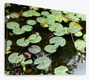 Lilly Pads Canvas Print - Sacred Lotus