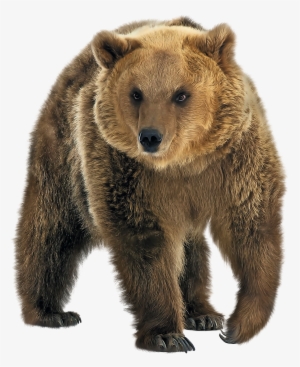 Brown Bear Png Transparent Image - Eyelike Stickers - Wild Animals By Workman Publishing