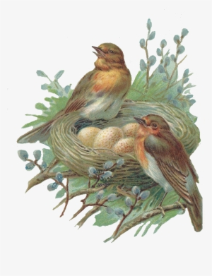 Nest Png Free Image - Png A Bird Nest