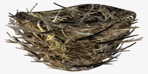 Nids D Oiseau En Png