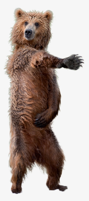 Brown Cutouts - Brown Bear Transparent