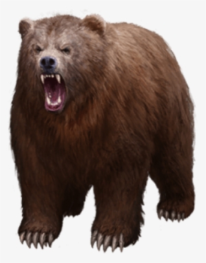Free Png Bear Png Images Transparent - Grizzly Bear Png