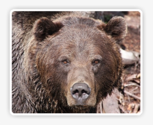 Post By Grrraaahhh On Nov 2, 2012 At - Brown Bear