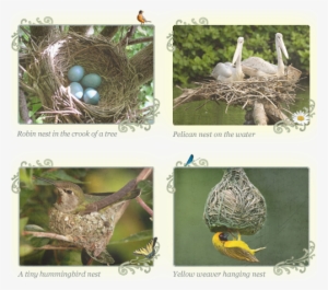 See If You Can You Find A Real-life Nest That A Bird - Masked Weaver Bird Journal: 150 Page Lined Notebook/diary