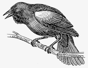 Clipart Black Bird Line Drawing Pictures Www Picturesboss - Bird Black And White Drawing
