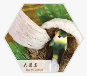 Our Quality Product - Parakeet