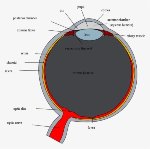 Schematic Diagram Of The Human Eye With English Annotations - Original Human Eye Diagram