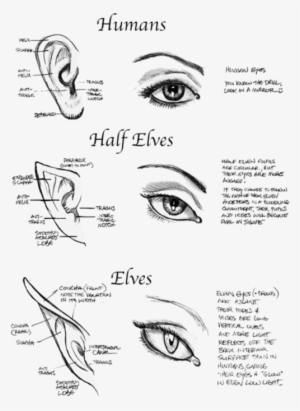 Human - Half Elf Ears