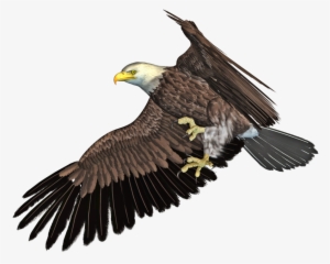 Flying Eagle Png - Eagle 3d Png