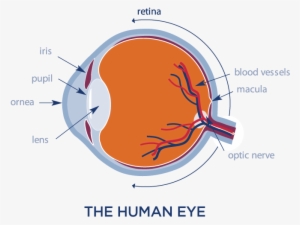 The Optomap Ultra-wide Digital Retinal Imaging System - Retinal Digital Imaging Eye Exam