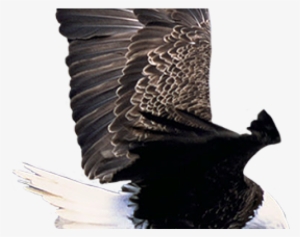 Eagles In The Grand Canyon