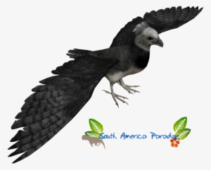 Harpy Eagle - Zoo Tycoon 2 Eagle