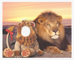 Baby - Lion - Good Evening Lion
