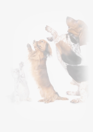 Join The Team - Cafepress A Dachshund Begs For A T Rectangular Canvas