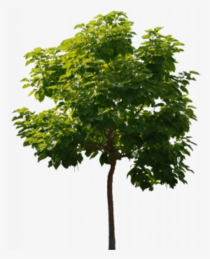 Humanização Photoshop - Trees Background For Photoshop