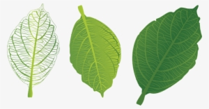 Green Leaf Png Free Download - Green Leaf Png
