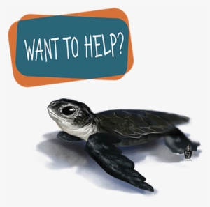 Kilometers Of Mediterranean Coastline Surveyed - Sea Turtle Help