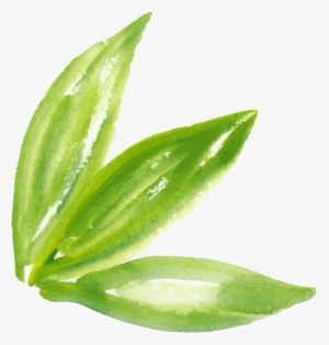 Ftestickers Watercolor Leaves Green - Green Leaf Watercolor