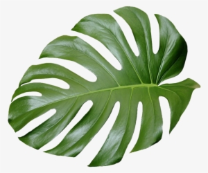 Tree No Leaves Png For Free - Tropical Leaves Png Transparent
