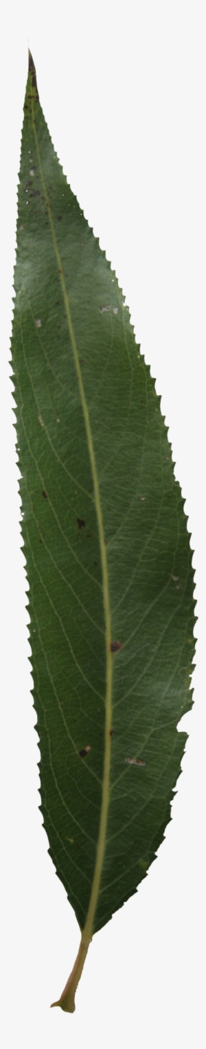 Single Green Leaf Png Image Free Download