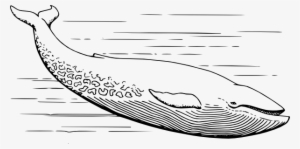 Blue Whale Clipart Black And White - Whale In Black And White