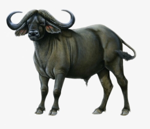 Cape Buffalo Png Image - Buffalo Png