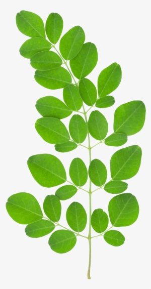 Moringa Leaf - Au Natural Organics Moringa Oil 3.4 Oz | 100 Ml