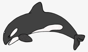 Killer Whale Clipart Black And White Dromgcb Top - Orca Clipart