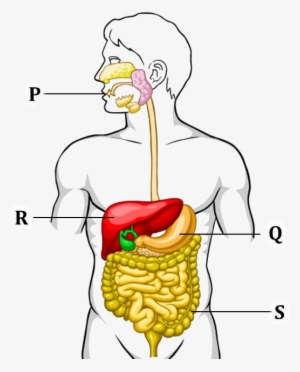 Figure Shows The Human Digestive System - Class 7 Human Digestive System