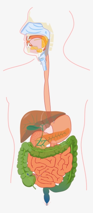 Open - Virskinimo Sistema