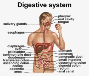 Download The Image - Cartoon Mouth Digestive System - 489x756 PNG