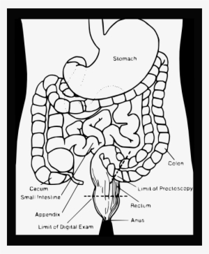 How To Set Use Digestive System Clipart