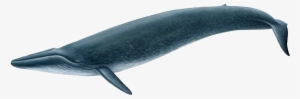 Blue Whale Png Picture - Blue Whale Png