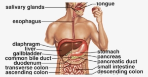 Rib