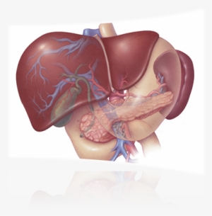 Test - Your Pancreas Located In Your