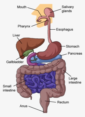 Banner Biology From Food To Finish Shmoop The - Nutrition In Human Beings