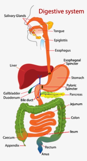 Anatomy Clipart Digestive System - Cartoon Pic Of Digestive System