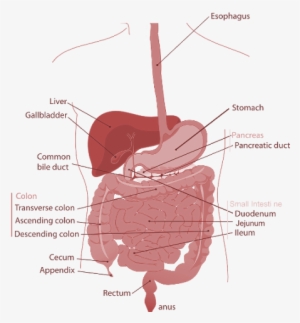 Gastroenterology Is The Branch Of Medicine Which Deals - Difference Between Esophagus And Oesophagus