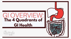 How Your Digestive System Works - Gastrointestinal Tract