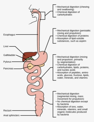 Mechanical And Chemical Digestion Of Food Takes Place - Protein Digestion Steps