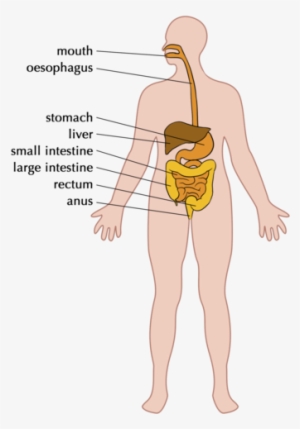 Colon Drawing Digestion System - Full Body Digestive System