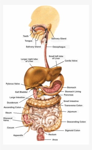 Human Digestive System - Path Of Food Through