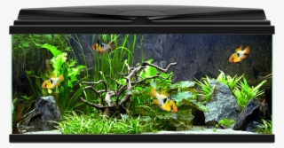 Aqua - Ciano Aqua 80 Led