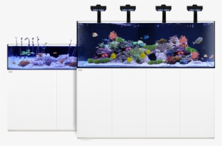 Learn More - Aquarium
