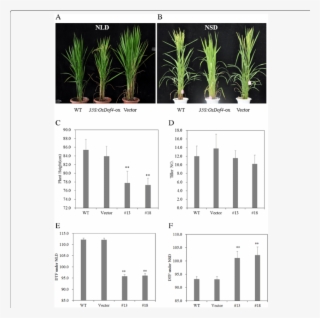 Agronomic Traits Comparison Between Osdof4 Ox And Control - Houseplant