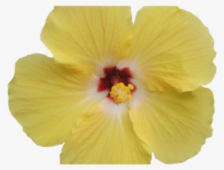 Hibiscus Clipart Png Tumblr - Hawaiian Hibiscus