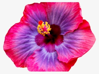 Hibiscus Clipart Png Tumblr - Academy Feat Quinn Xcii Sweet Talk Evan Gartner Remix