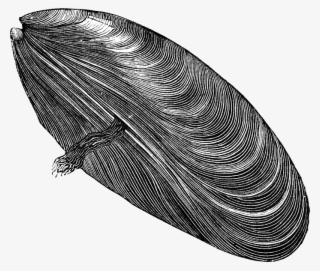Drawn Mussel Muscle Flex - Mussel Clip Art